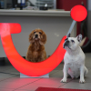 Hunde